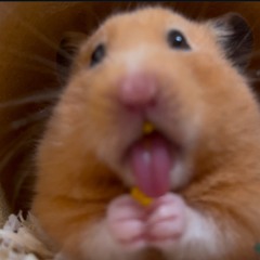 jetbruno ✪