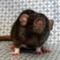 RATOACH