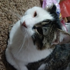 Haley