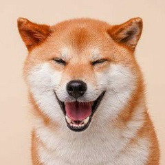 dogtvnet