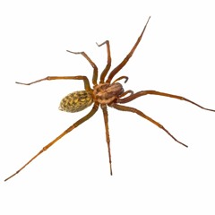 T.K. Spider