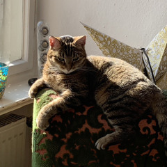 Indigo the Carterpillar