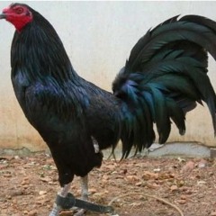 Copia de SayMaxWell - Doom - Running From Evil Remix JGjwml - 3ms8