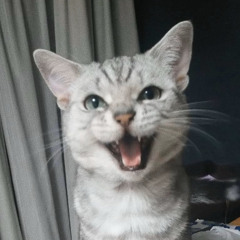 nerd_cat