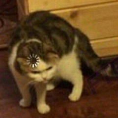 𝐃 𝐈 𝐎 𝐑