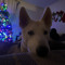 Klebsta