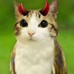 EVIL MEOWL_FAN#1