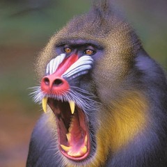 Primal Sound