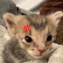 evil_sirius