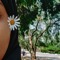 هِبة