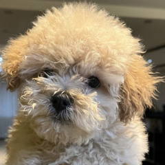 Amir mohammad eslami