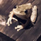 froggyfreq