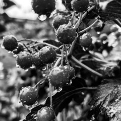 Олександра Підгородецька