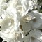 AILU / 葵心