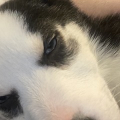 cam