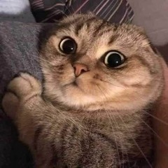 Meep