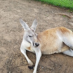wallaby!