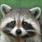 racoon Location