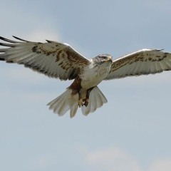 IramHawk