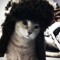 good cat