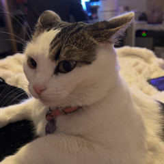 Tiney