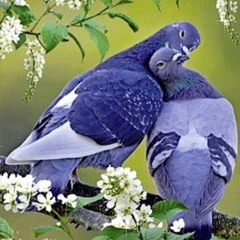 8tsukii‎ ‎ ‎ ‎ ‎ ‎ ‎ ‎ ꧁რვა꧂