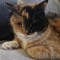 coreythecat