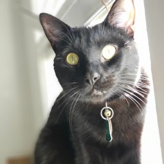 Dr. Frank the Cat