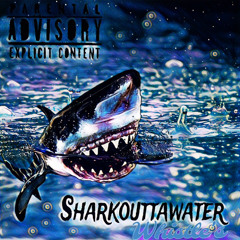 sharkouttawater