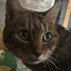 eveecat