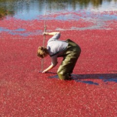 Steven Cranberry