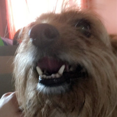 Professor of Horse Pussy