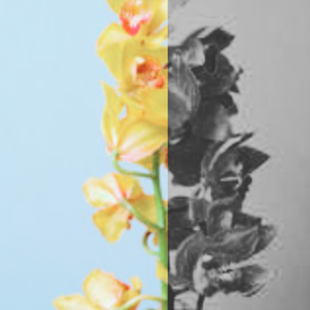 NoCeremony’s avatar