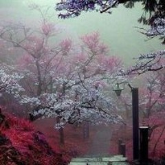 Patricio Jarpa del Rio