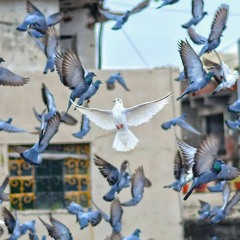 رنا يونس