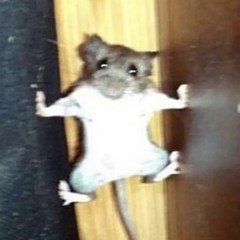 Kuschelmaus