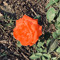 CC (love grows)
