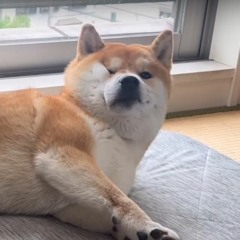 Haku