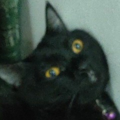Bazil