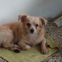 Eddie