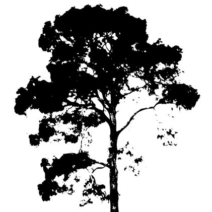 Cover art for the FORÊT BLANCHE podcast