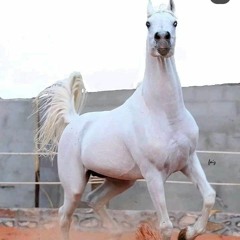 يوسف هشام محي