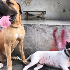 pawkidz