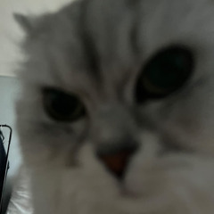 김동욱