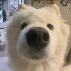 kanie