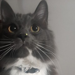 Mya