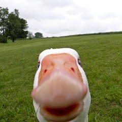 Shultzy