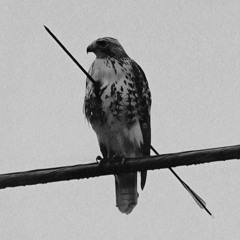 هدير عبداللّٰه