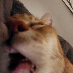 petrus1nkaa