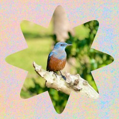 ながやま周平 / Shuhei Nagayama